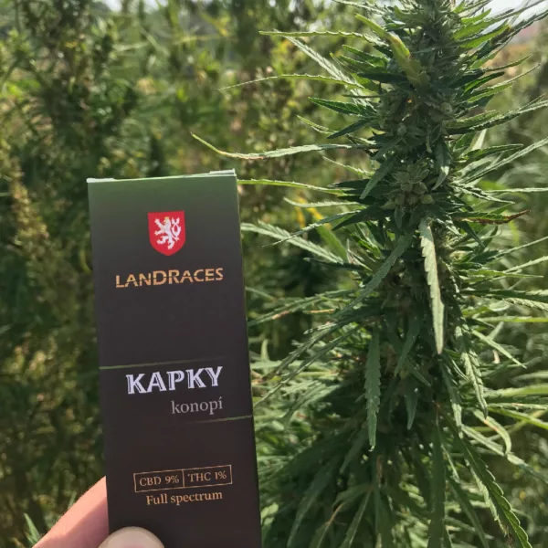 Divoké konopí Landraces